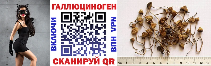 Псилоцибиновые грибы Psilocybine cubensis  Балахна 